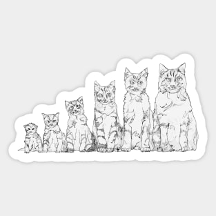cat's life from birth to old age Sticker